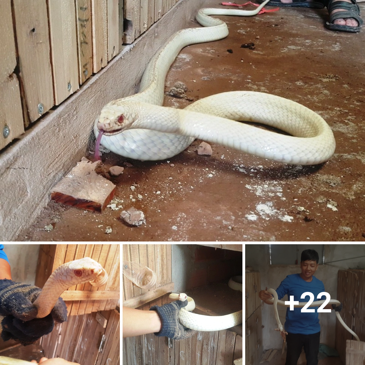 Strange Albino Snake With Blue Eyes And Red Tongue